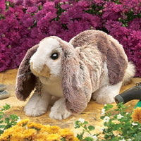 Baby Lop Rabbit