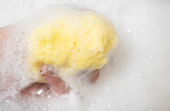 Sandy The Sea Sponge