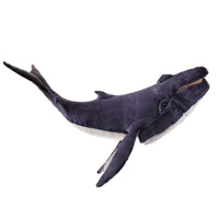Humpback Whale