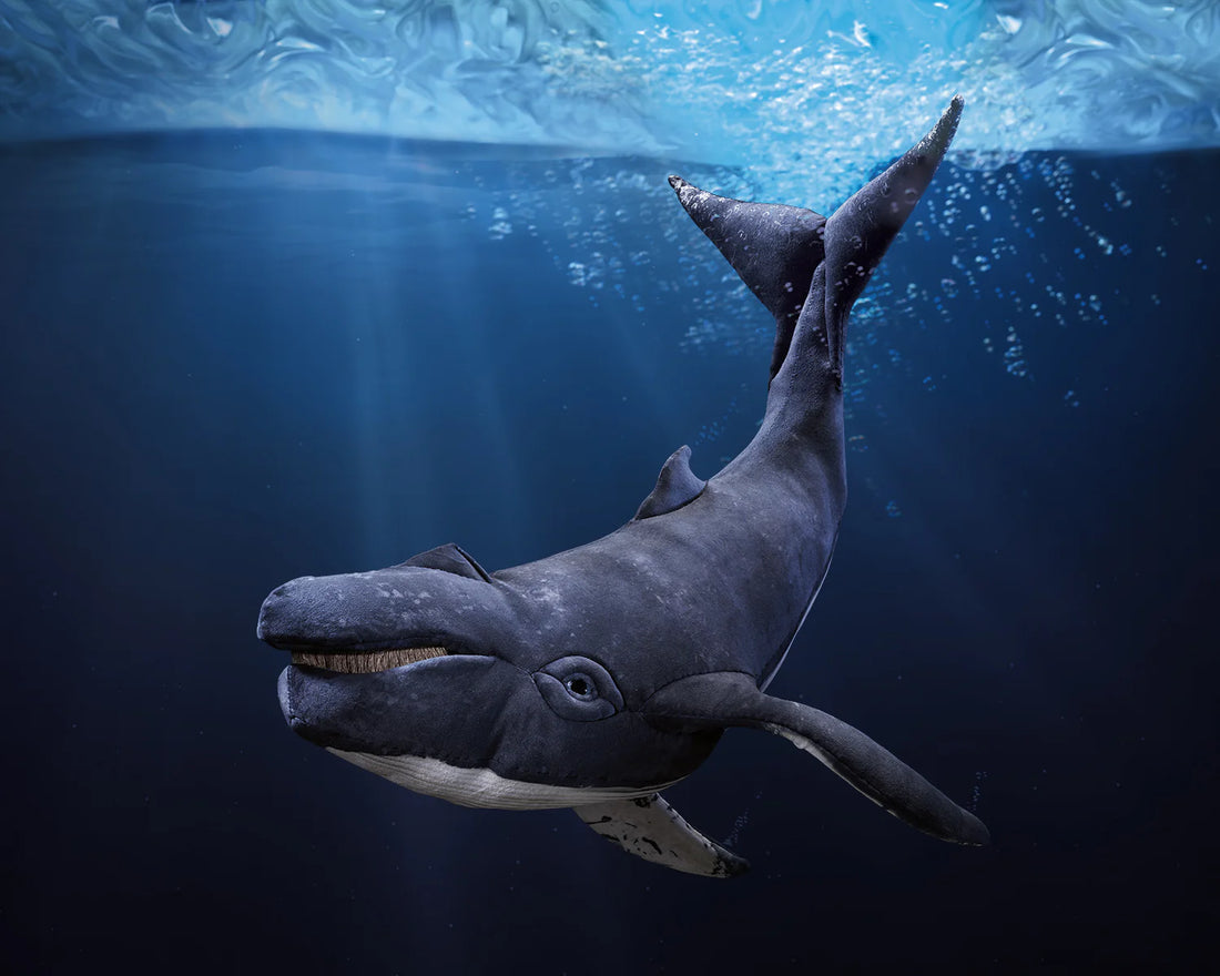 Humpback Whale