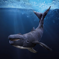 Humpback Whale