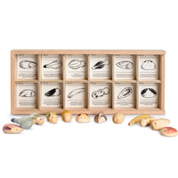 Wood Wild 12pcs with tray