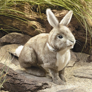 Cottontail Rabbit