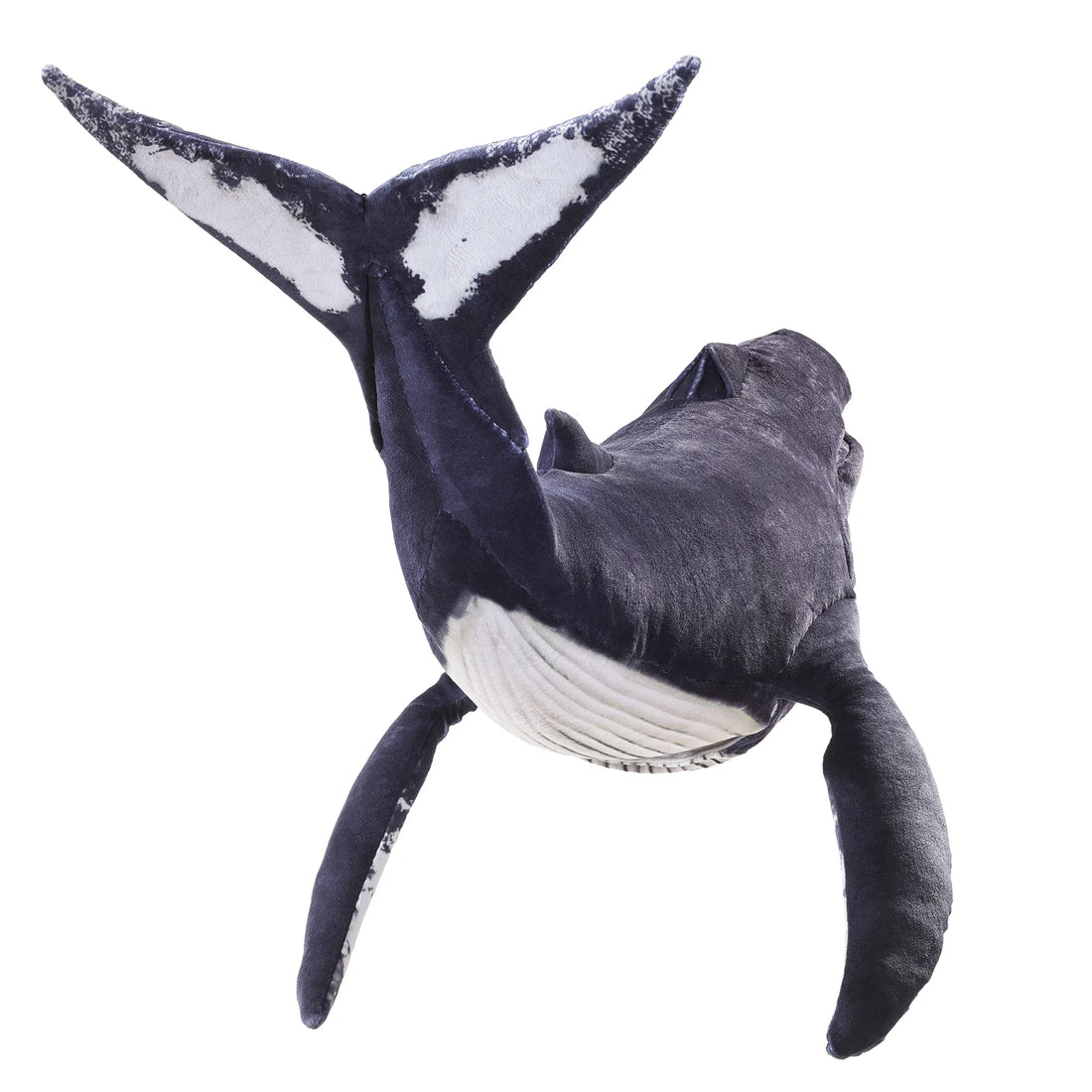 Humpback Whale