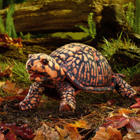 Box Turtle Puppet