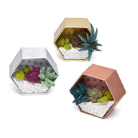 Craft Crush Mini Terrariums